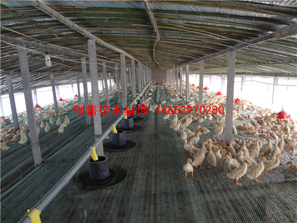 養(yǎng)鴨料線 養(yǎng)鴨料線