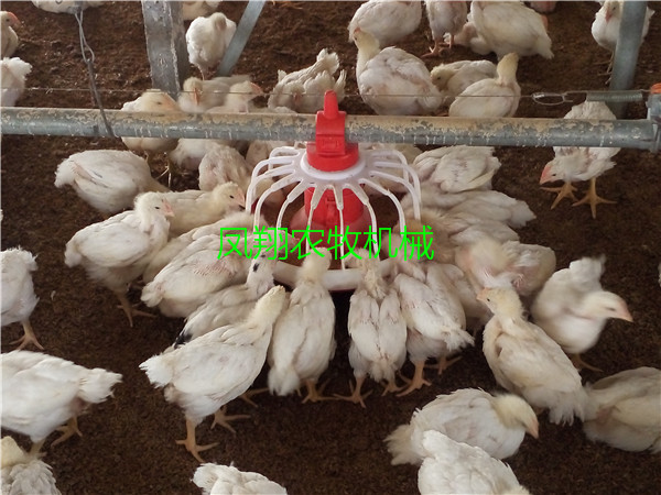 肉雞用自動料線 肉雞用自動料線