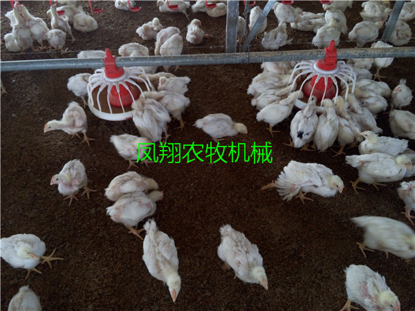 肉雞用自動料線 肉雞用自動料線